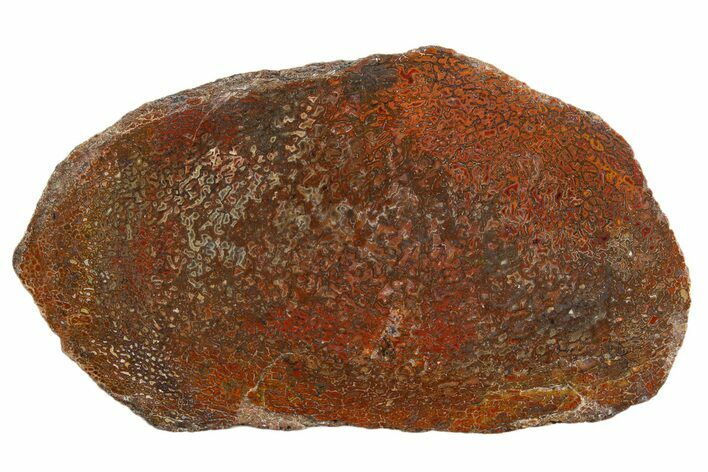 Polished Dinosaur Bone (Gembone) Slab - New Mexico #340046